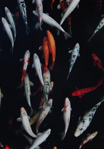 carp, fish, underwater world Wallpaper 1668x2388