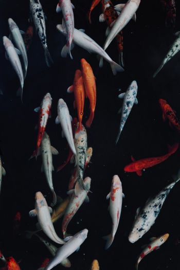 carp, fish, underwater world Wallpaper 640x960