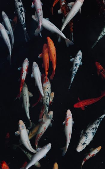 carp, fish, underwater world Wallpaper 1752x2800