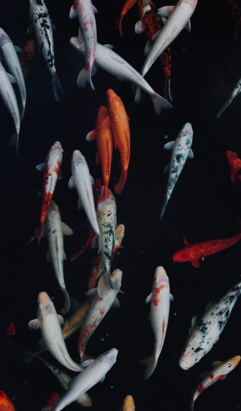 carp, fish, underwater world Wallpaper 600x1024
