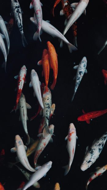 carp, fish, underwater world Wallpaper 1440x2560