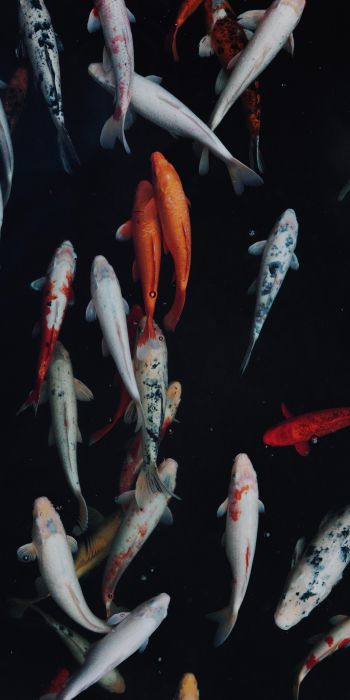 carp, fish, underwater world Wallpaper 720x1440