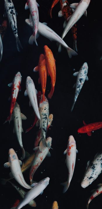 carp, fish, underwater world Wallpaper 1440x2960
