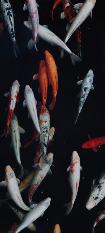 carp, fish, underwater world Wallpaper 1080x2400