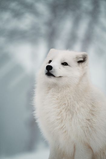 fox, predator, winter Wallpaper 640x960