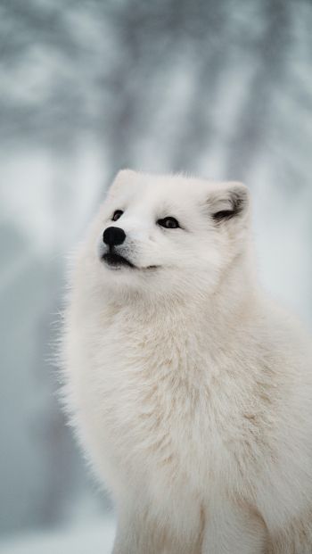 fox, predator, winter Wallpaper 640x1136