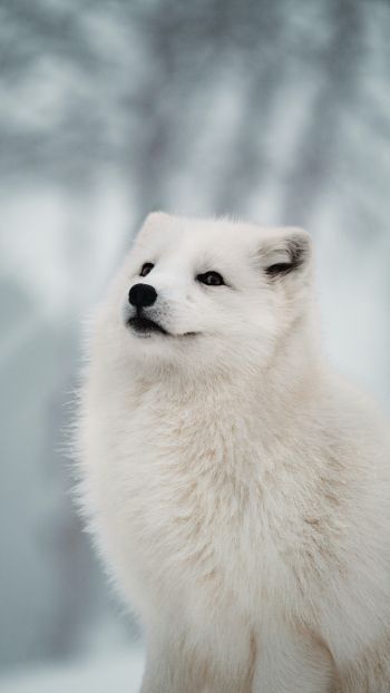 fox, predator, winter Wallpaper 720x1280