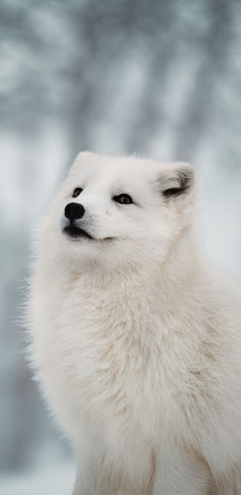fox, predator, winter Wallpaper 1080x2220