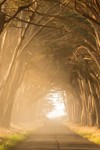 fog, road, tunnel Wallpaper 640x960