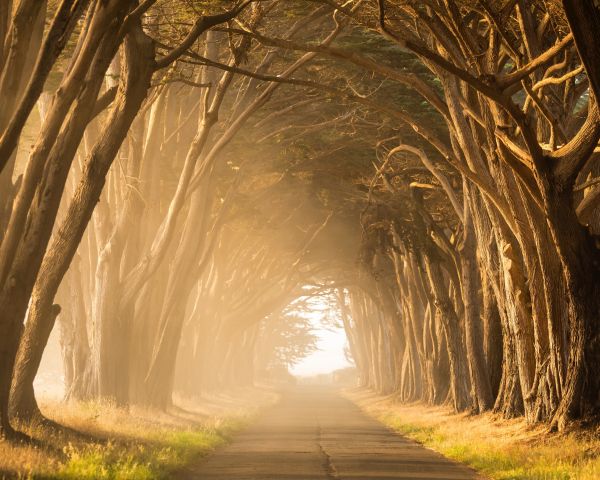 fog, road, tunnel Wallpaper 1280x1024