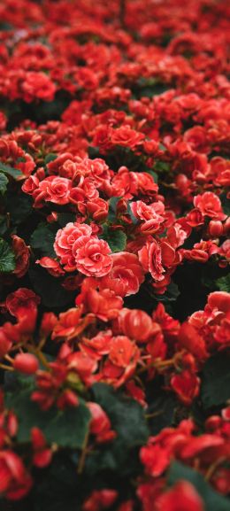Обои 720x1600 цветение, красные цветы