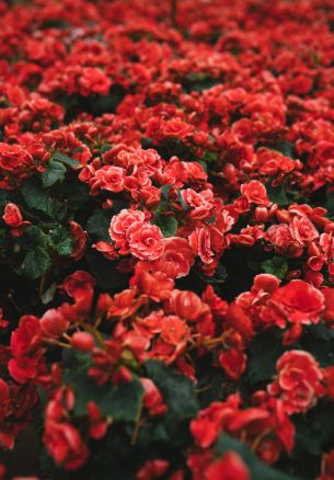 Обои 4766x6854 цветение, красные цветы