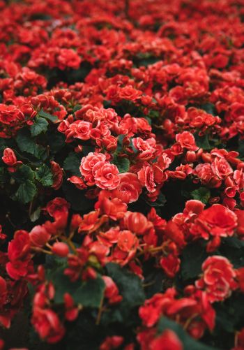 Обои 1668x2388 цветение, красные цветы