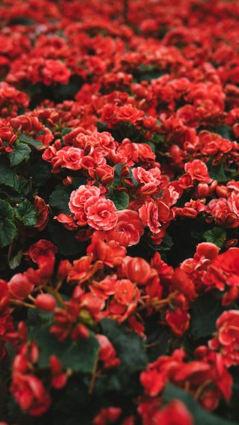 Обои 640x1136 цветение, красные цветы