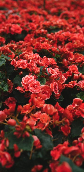 Обои 1080x2220 цветение, красные цветы