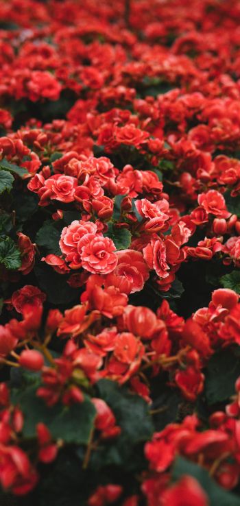 Обои 720x1520 цветение, красные цветы