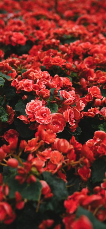 Обои 828x1792 цветение, красные цветы