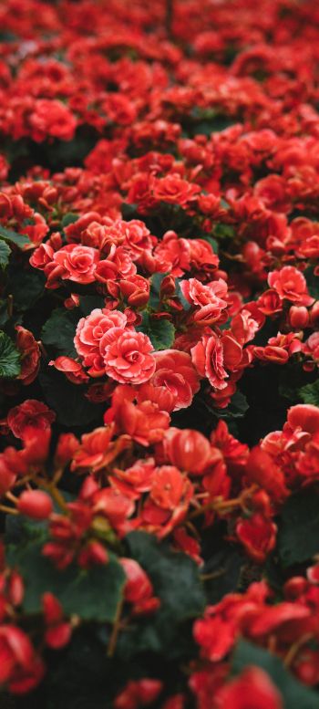 Обои 720x1600 цветение, красные цветы