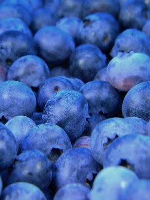 blueberry, berries, blue Wallpaper 1536x2048