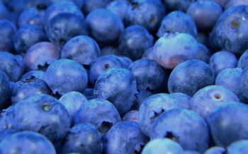 blueberry, berries, blue Wallpaper 1920x1200