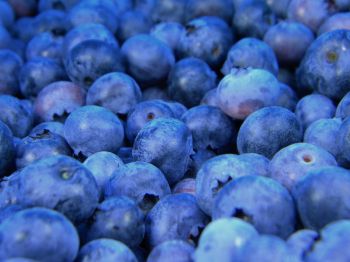 blueberry, berries, blue Wallpaper 1024x768