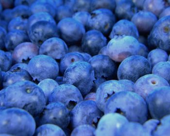 blueberry, berries, blue Wallpaper 1280x1024