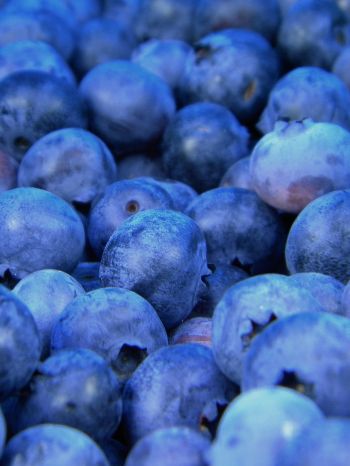 blueberry, berries, blue Wallpaper 1536x2048