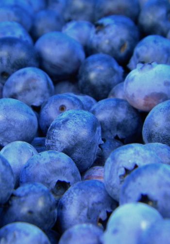 blueberry, berries, blue Wallpaper 1668x2388