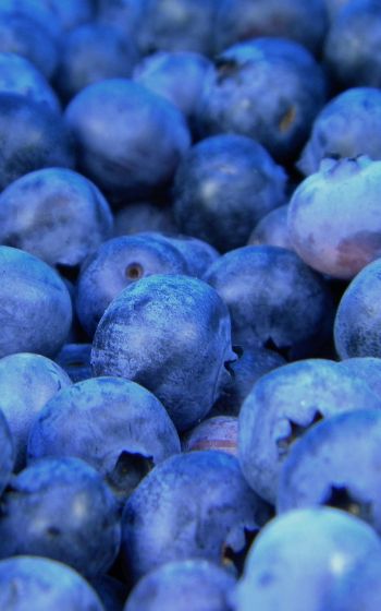 blueberry, berries, blue Wallpaper 800x1280
