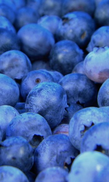 blueberry, berries, blue Wallpaper 1200x2000