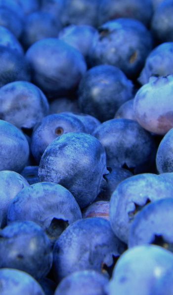 blueberry, berries, blue Wallpaper 600x1024