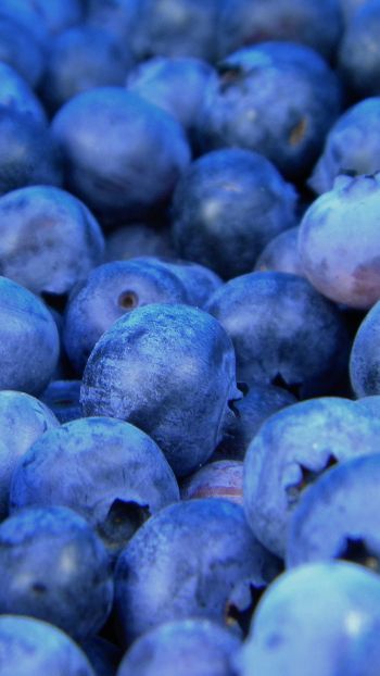 blueberry, berries, blue Wallpaper 1440x2560