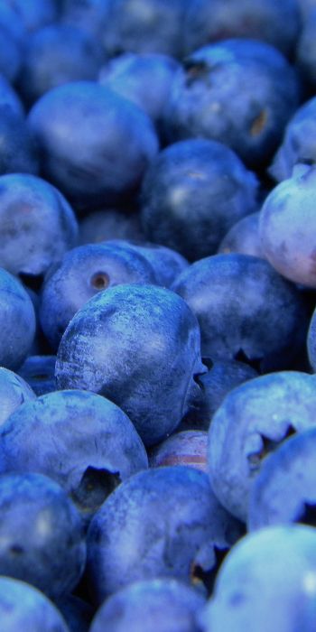 blueberry, berries, blue Wallpaper 720x1440