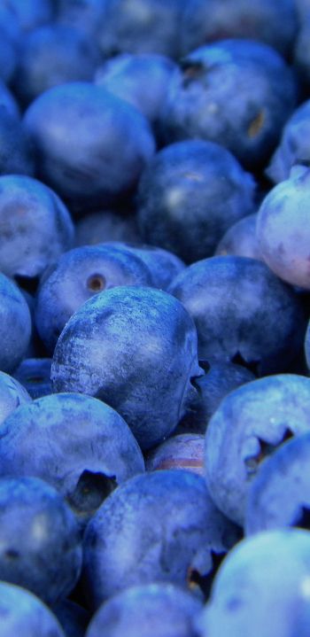 blueberry, berries, blue Wallpaper 1080x2220