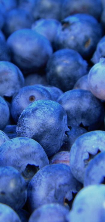 blueberry, berries, blue Wallpaper 720x1520