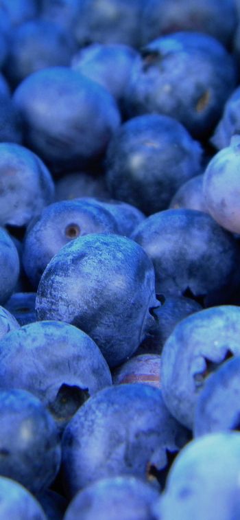 blueberry, berries, blue Wallpaper 1125x2436