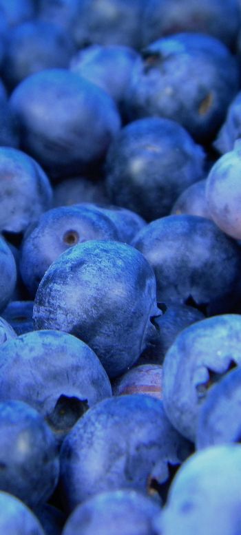 blueberry, berries, blue Wallpaper 1080x2400