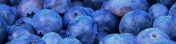 blueberry, berries, blue Wallpaper 1590x400