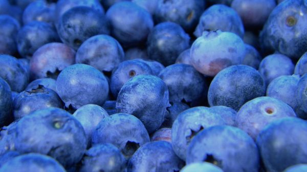 blueberry, berries, blue Wallpaper 2048x1152