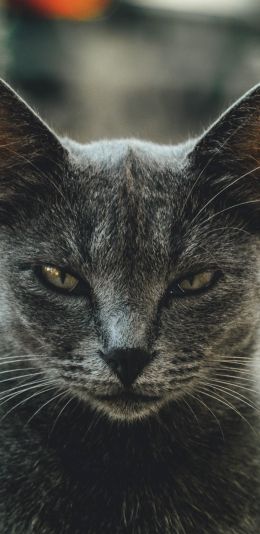 look, cat, yellow eyes Wallpaper 1440x2960