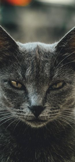 look, cat, yellow eyes Wallpaper 1242x2688