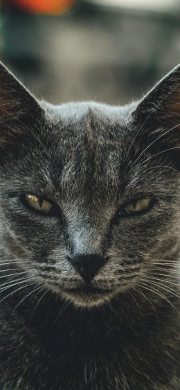 look, cat, yellow eyes Wallpaper 1080x2340