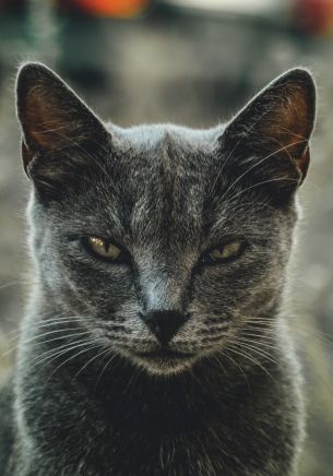 look, cat, yellow eyes Wallpaper 1668x2388