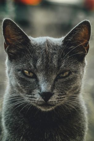 look, cat, yellow eyes Wallpaper 640x960