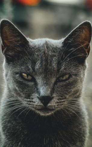 look, cat, yellow eyes Wallpaper 1752x2800