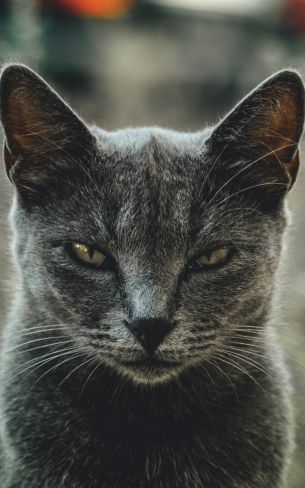 look, cat, yellow eyes Wallpaper 800x1280