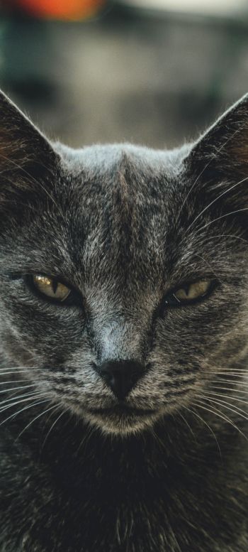 look, cat, yellow eyes Wallpaper 1440x3200