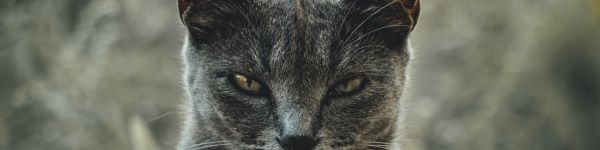 look, cat, yellow eyes Wallpaper 1590x400