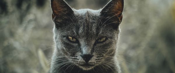 look, cat, yellow eyes Wallpaper 3440x1440