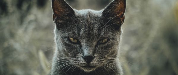 look, cat, yellow eyes Wallpaper 2560x1080